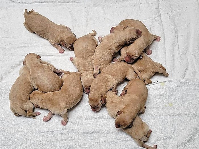 สุนัขตำรวจ