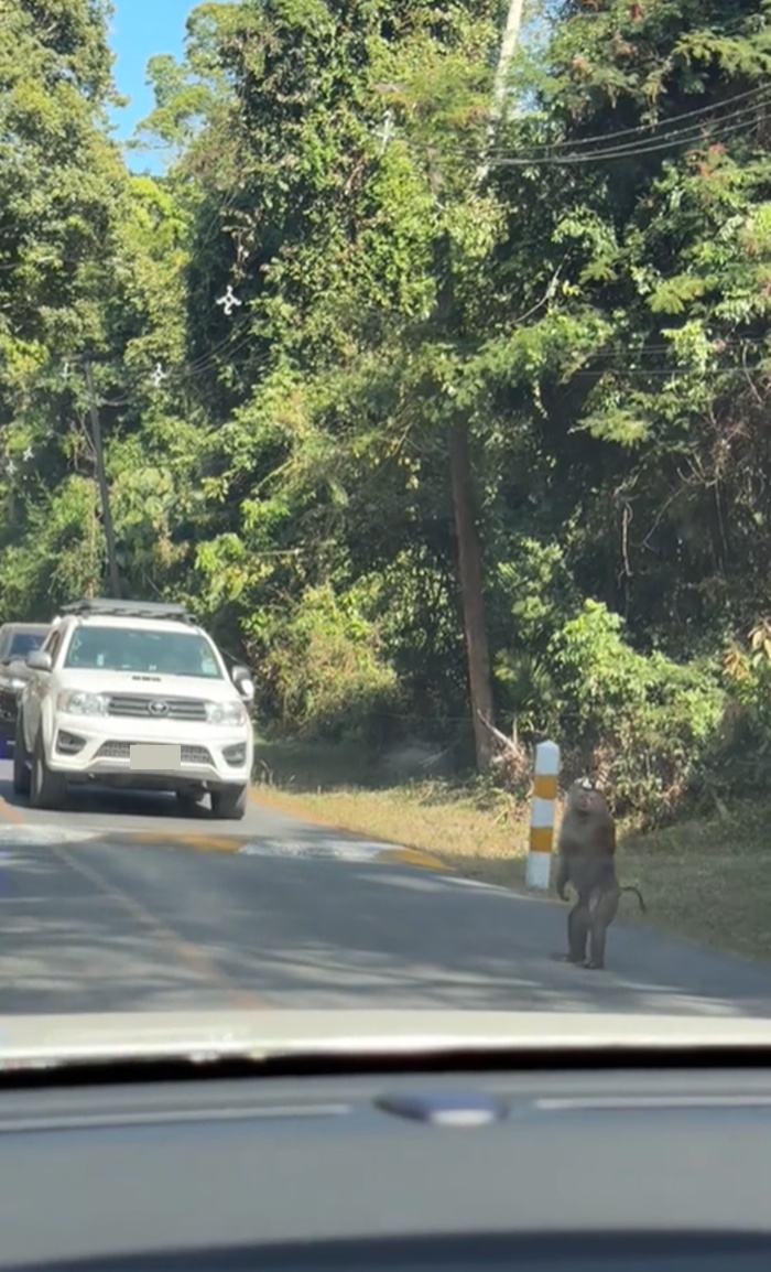 ลิงโบกรถ