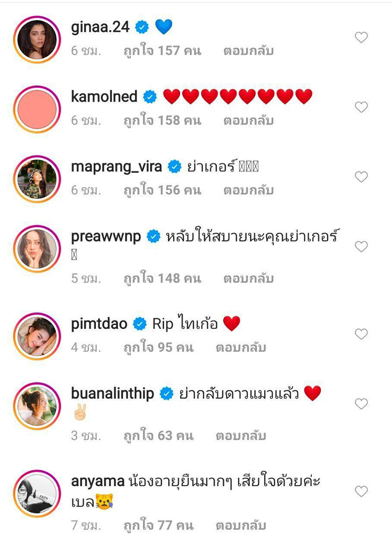 แมวเบลล่า ราณี ตาย