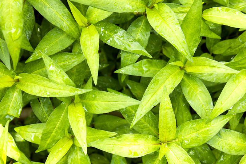 ผักวิตามินซีสูง