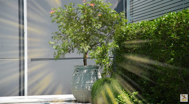 บ้าน ปุยฝ้าย ณัฎฐพัชร์