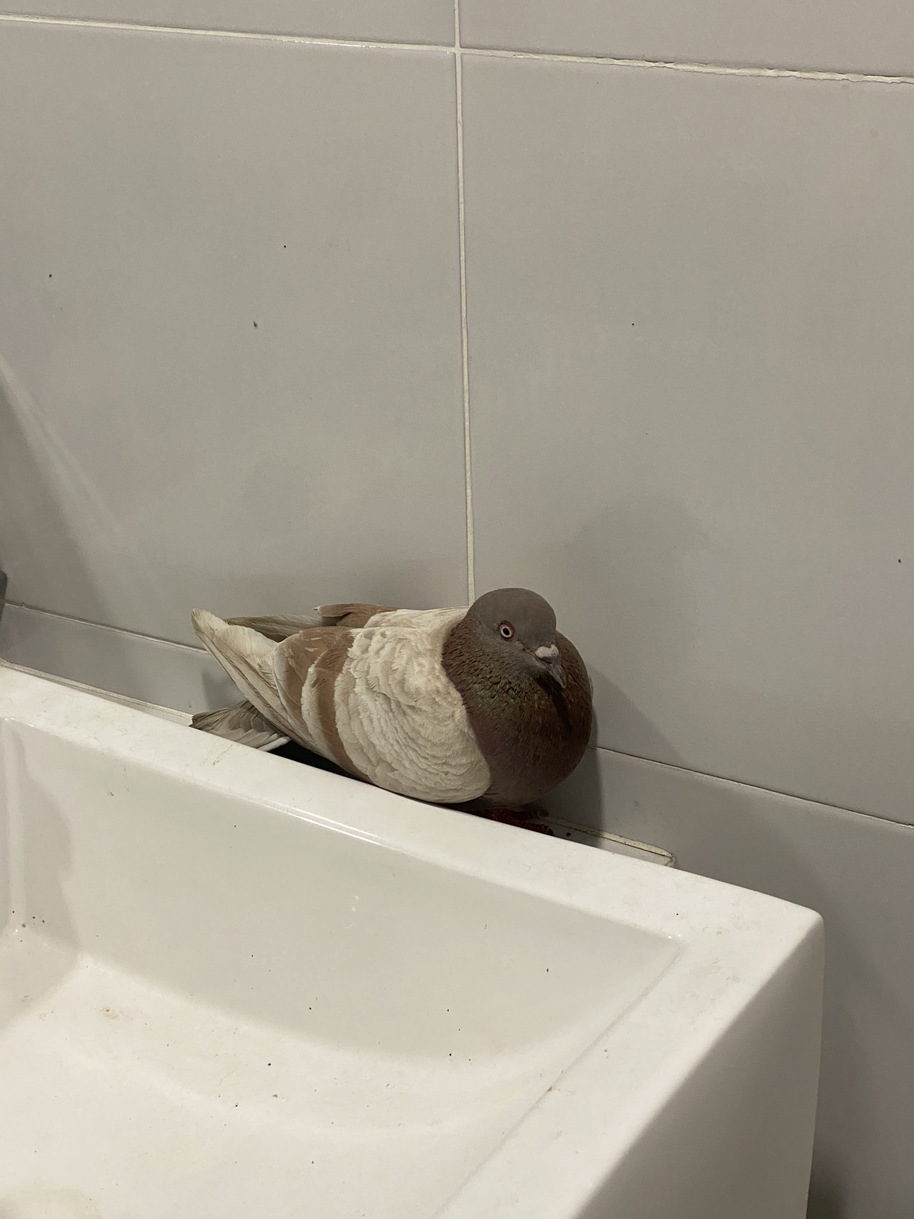 นกวางไข่