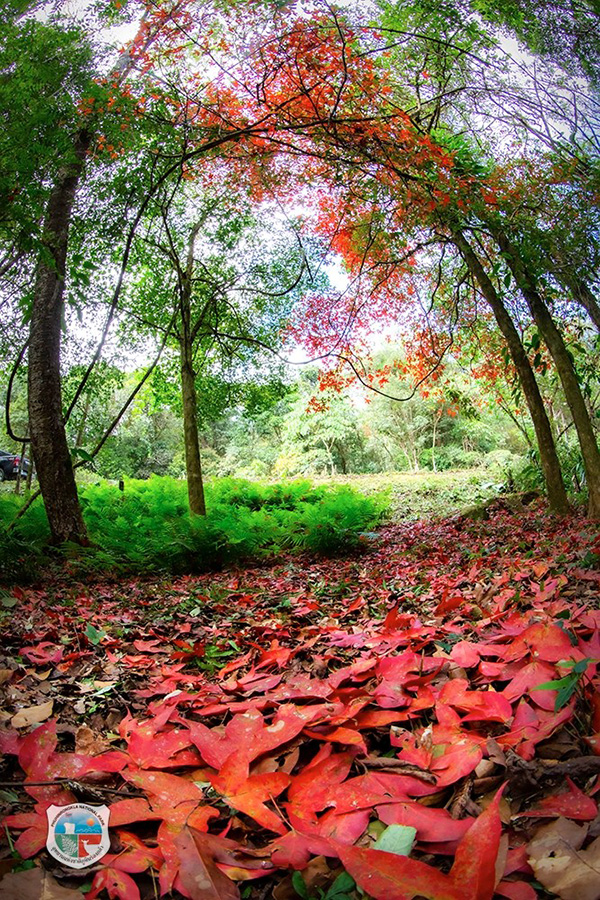 ใบเมเปิล ก่วมแดง 2568 อุทยานแห่งชาติภูหินร่องกล้า