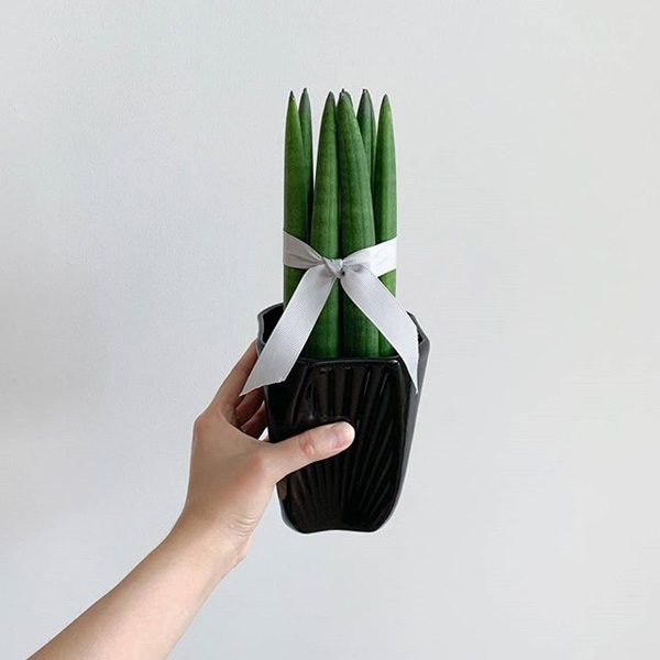 Sansevieria Cylindrica