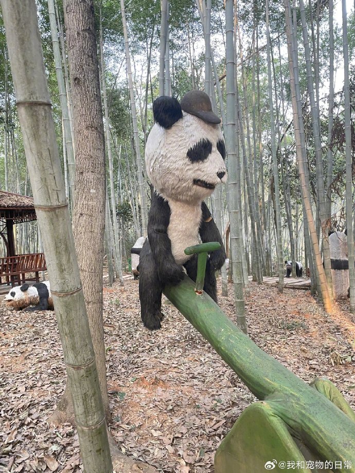 หมีแพนด้า