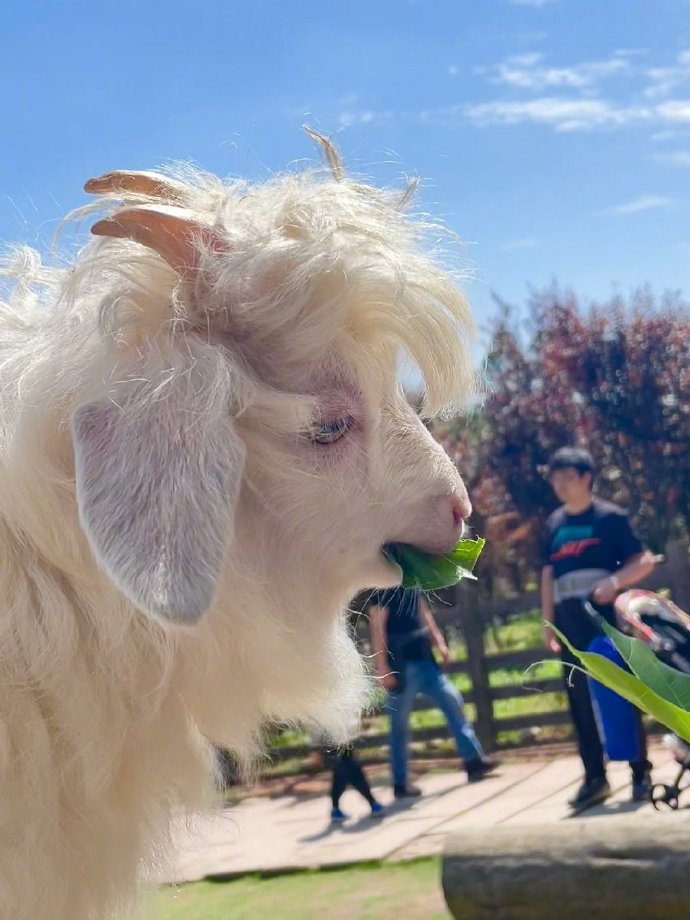 แพะหล่อ