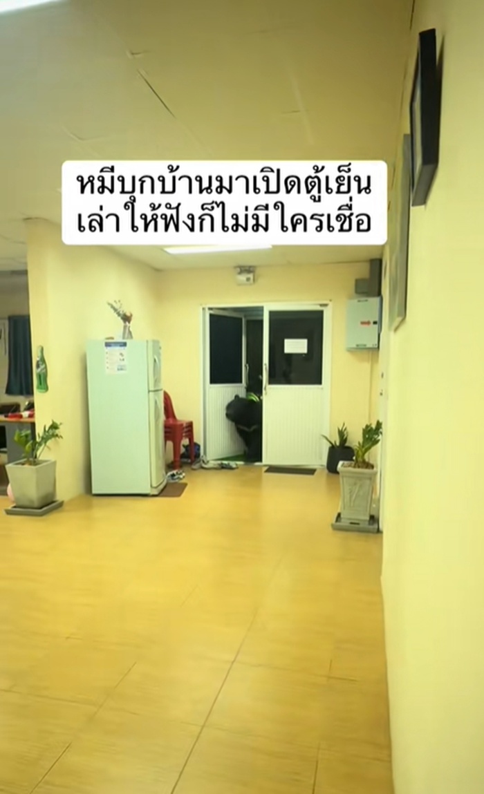 หมีควาย