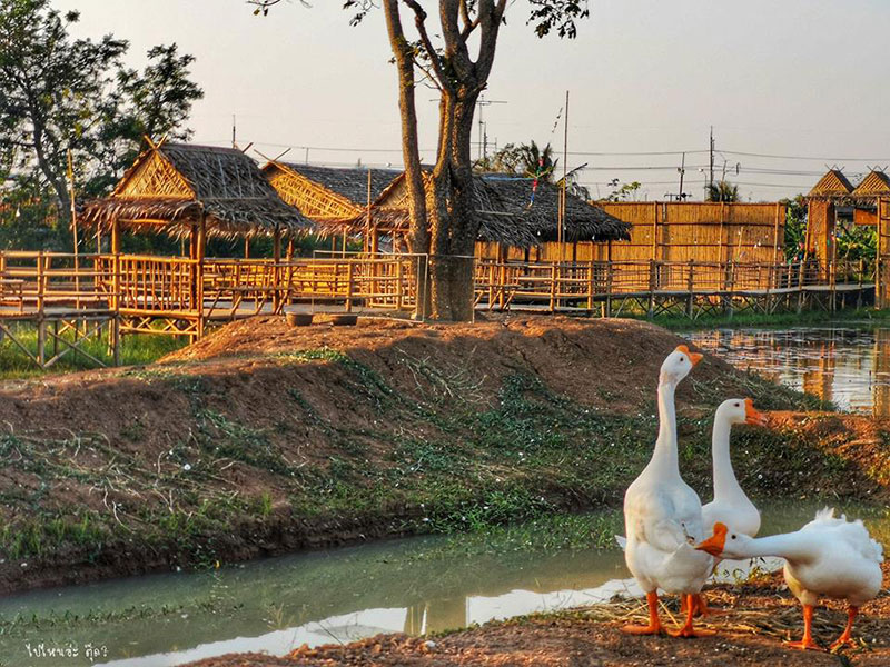 ทุ่งนา เสน่หาท่าหลวง จังหวัดพระนครศรีอยุธยา