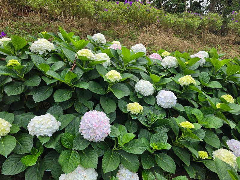 สวนดอกไม้ เชียงใหม่ 2569