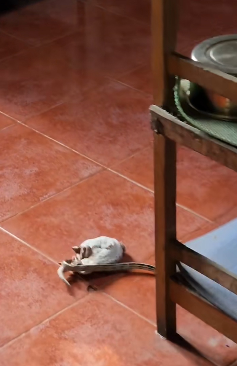 สัตว์สู้กัน