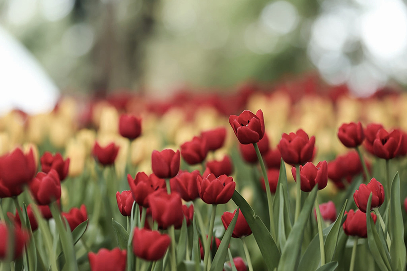 งานมหกรรมไม้ดอกอาเซียนเชียงราย 2025