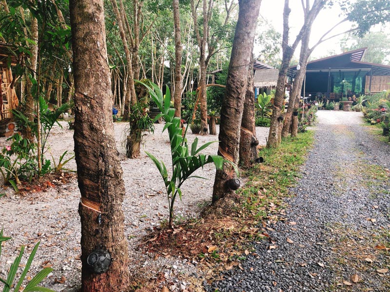 คาเฟ่ในสวนยาง