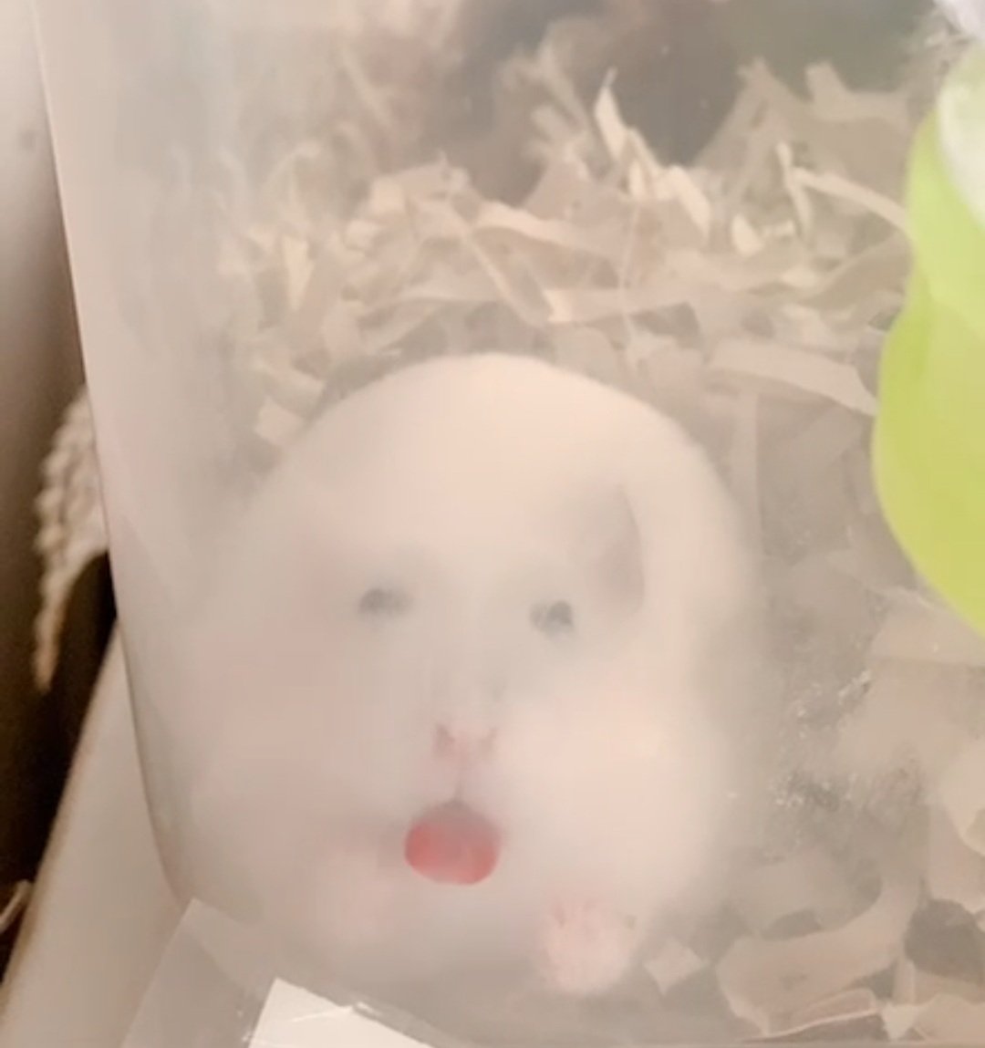 หนูแฮมสเตอร์