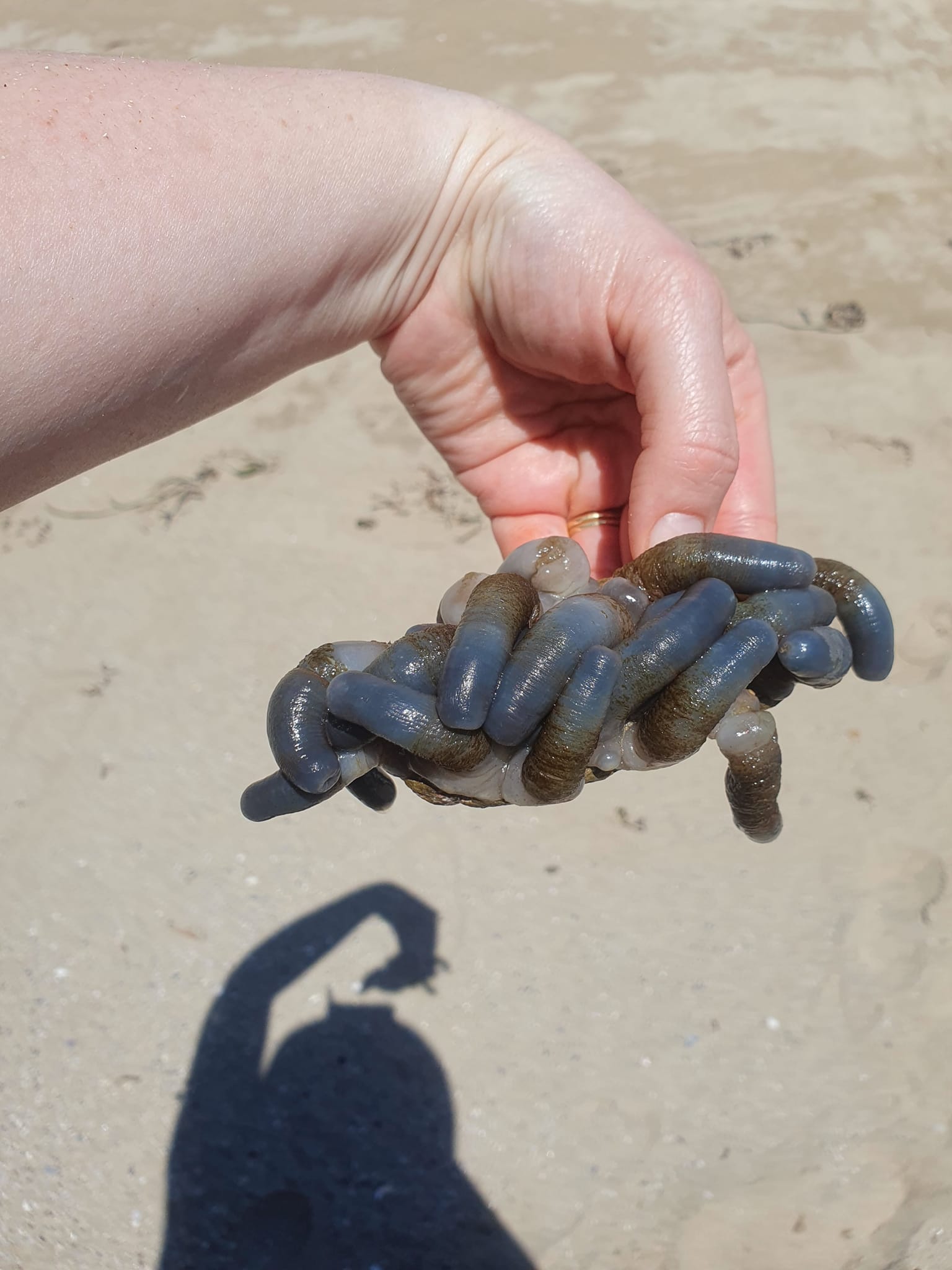 สัตว์ลึกลับ