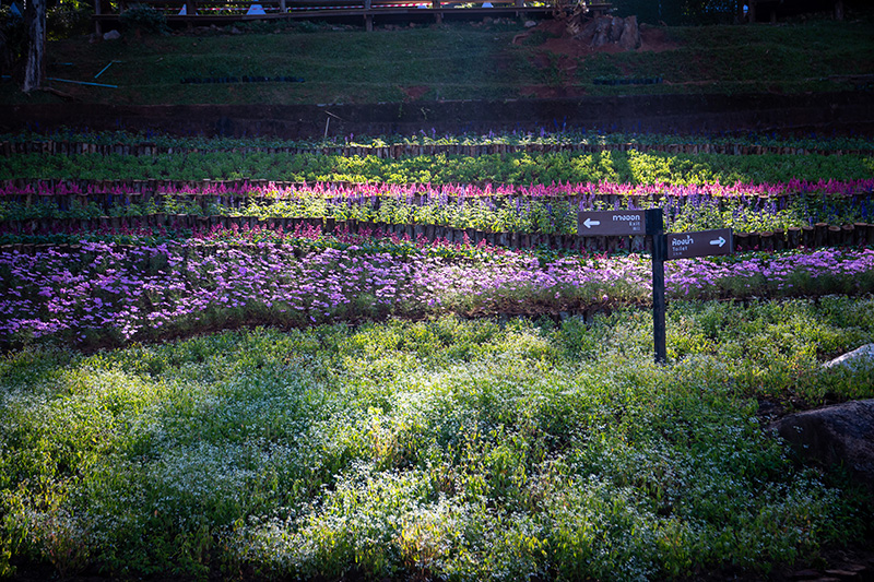 ดอกไม้ งานสีสันแห่งดอยตุง ครั้งที่ 10