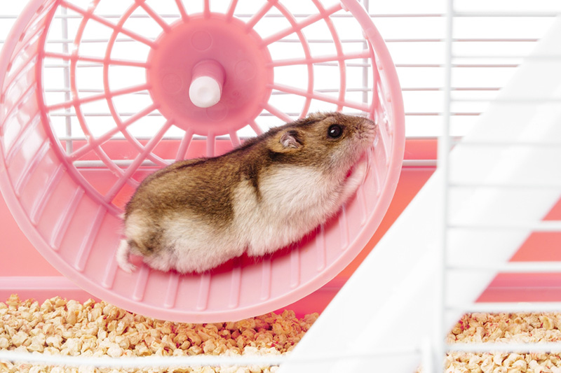 ของเล่นแฮมสเตอร์