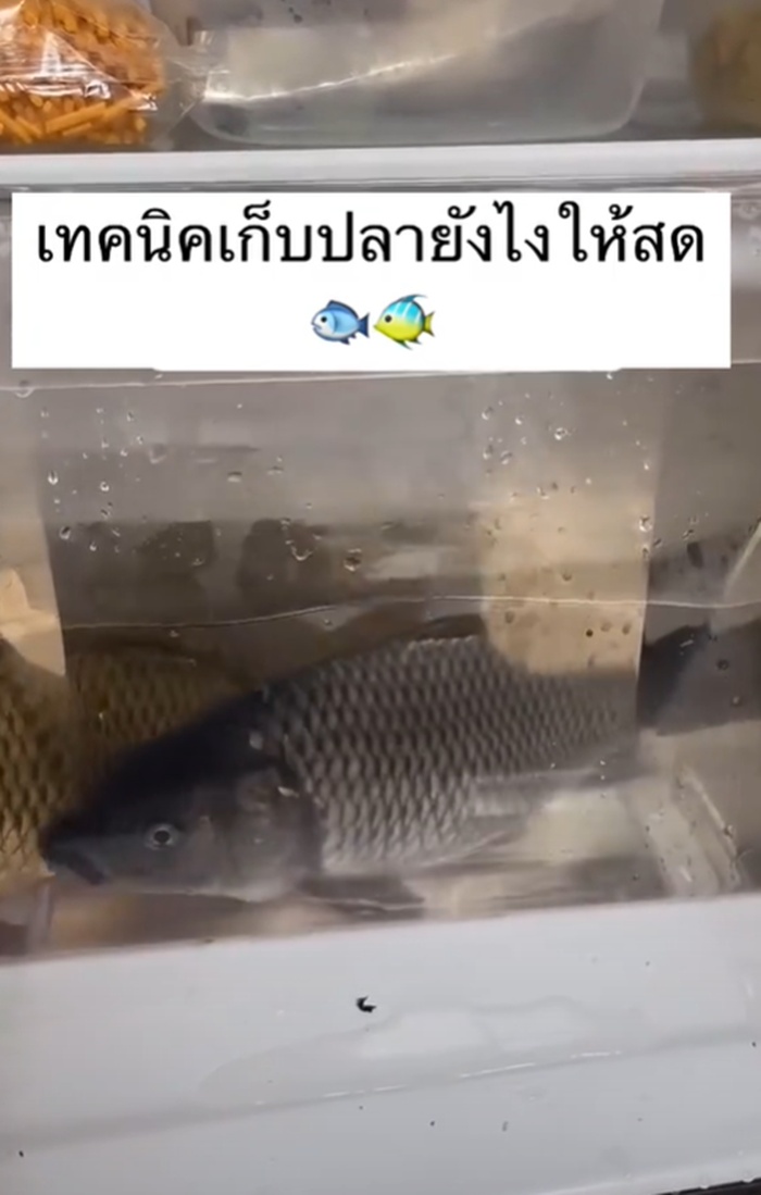 วิธีเก็บปลา