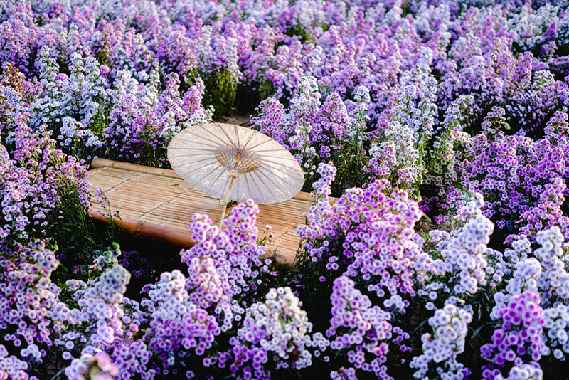 สวนดอกไม้เชียงใหม่
