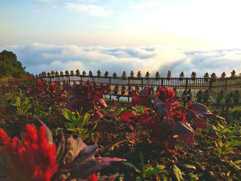 Skywalk ม่อนแจ่ม