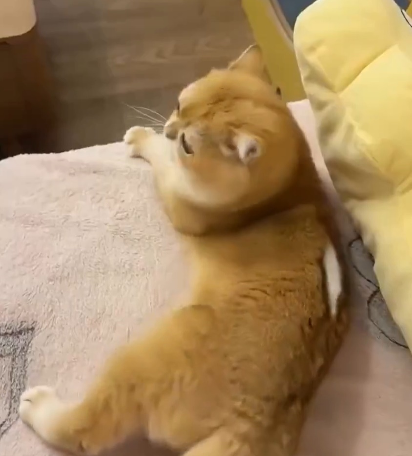ขนตุ๊กตา