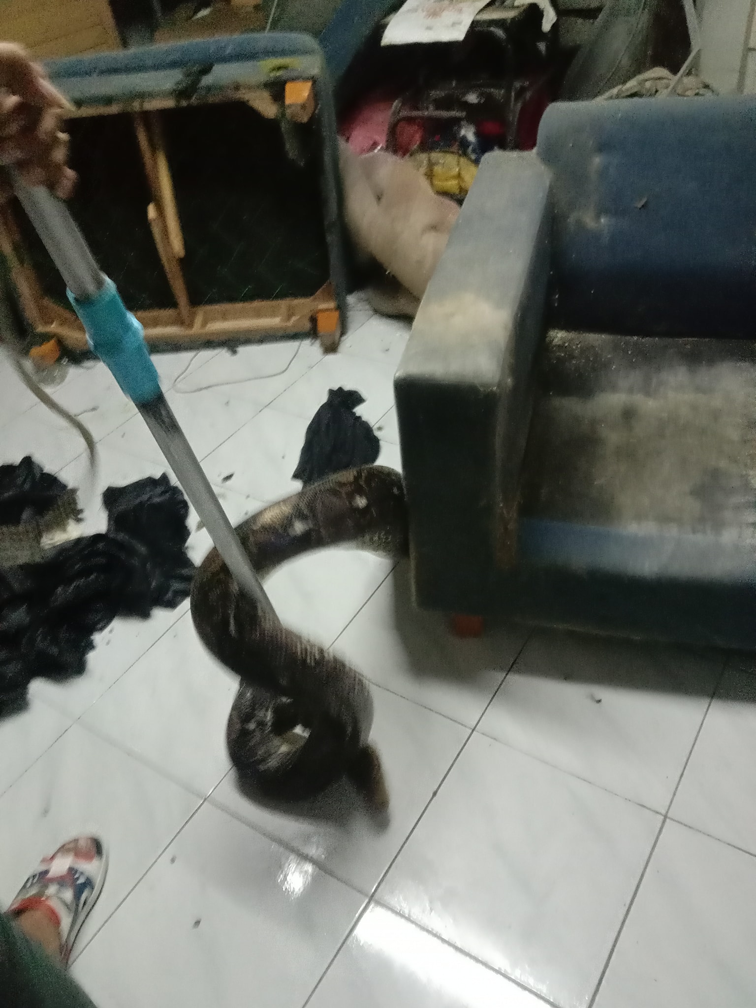 งูเหลือม