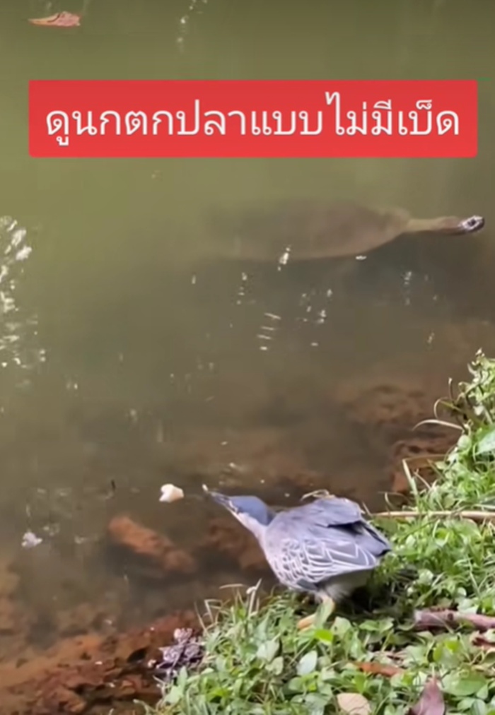 นกจับปลา