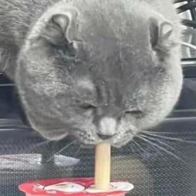 แมวแอบกิน