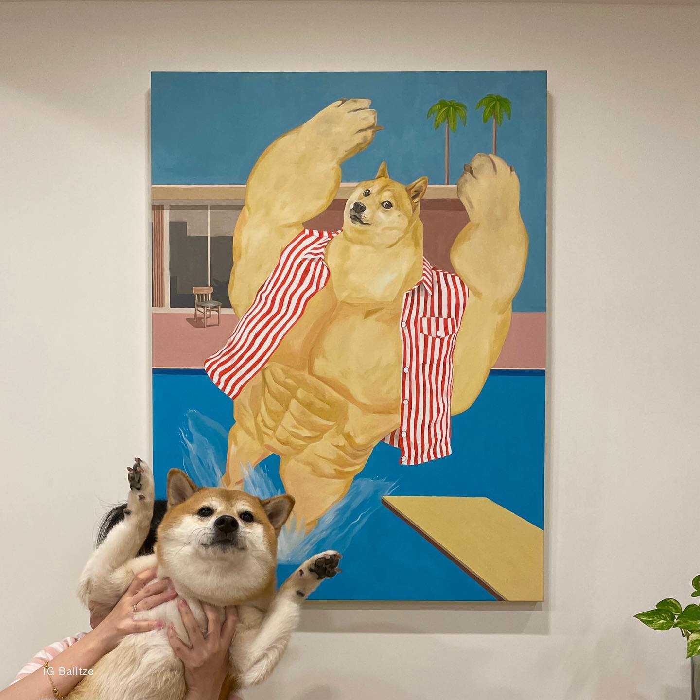 หมาชิบะเจ้าของมีมดัง