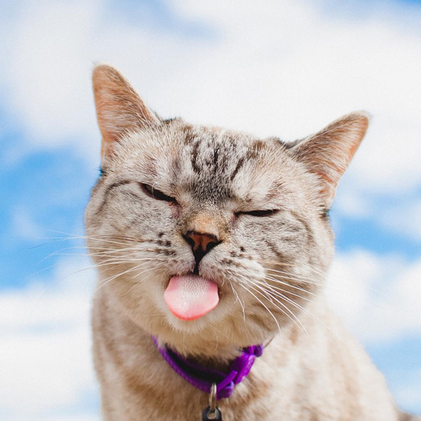 อินสตาแกรมแมว