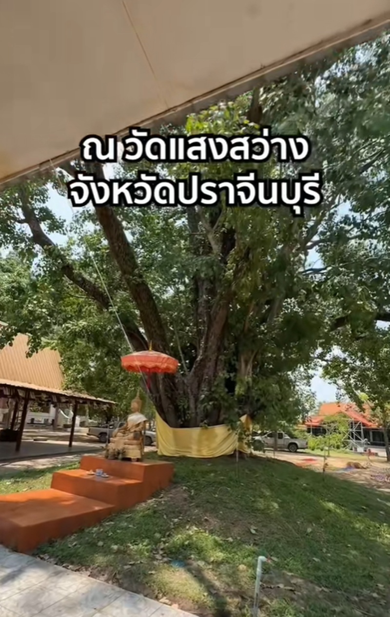 ตระกูลโพธิ์งาม