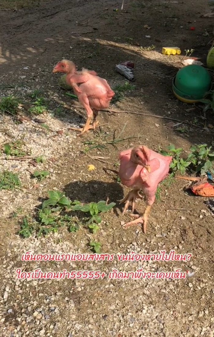 ไก่ต้ม