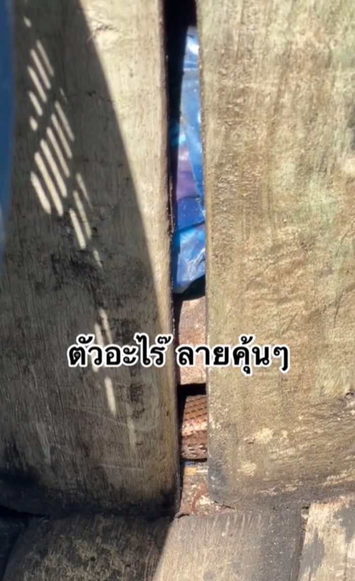 งูเข้าบ้าน