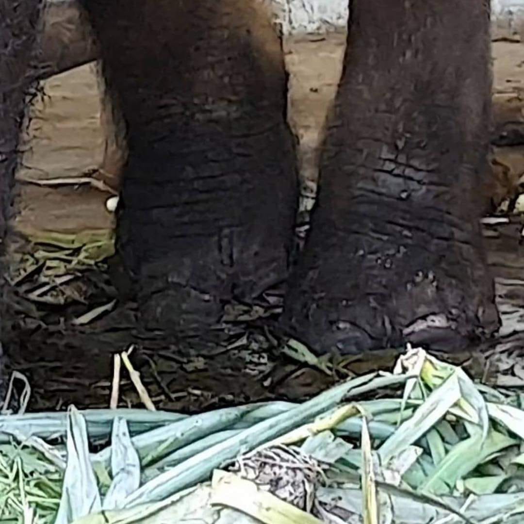 ช่วยเหลือช้าง