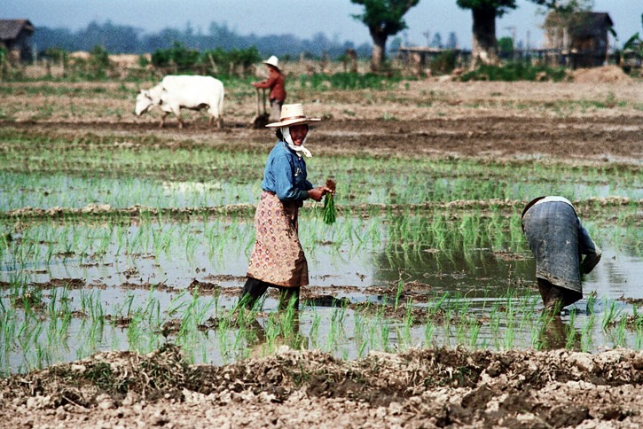 วิถีชีวิตชาวนา