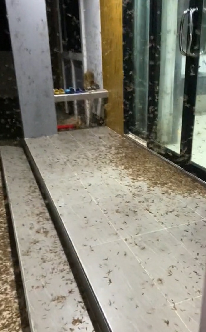 แมลงเม่า