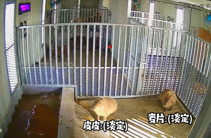 คาปิบารา