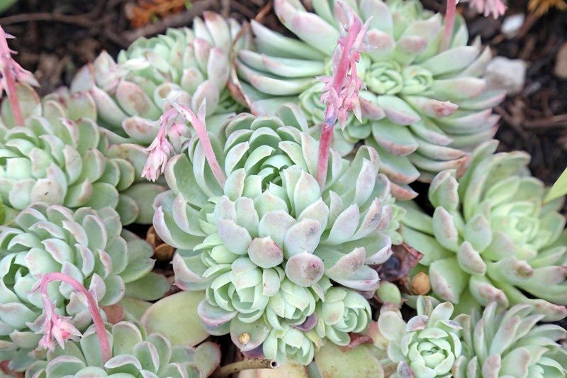 กุหลาบหิน Echeveria Mexican Snowball
