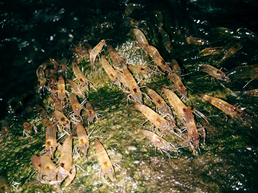 กุ้งเดินขบวน 2565
