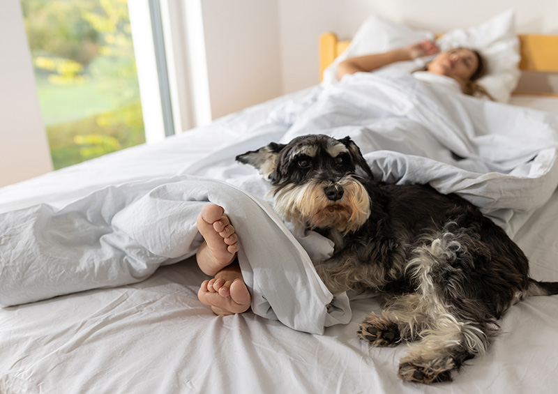 นอนกับสัตว์เลี้ยง