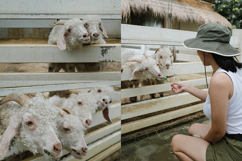 ร้านคาเฟ่สัตว์