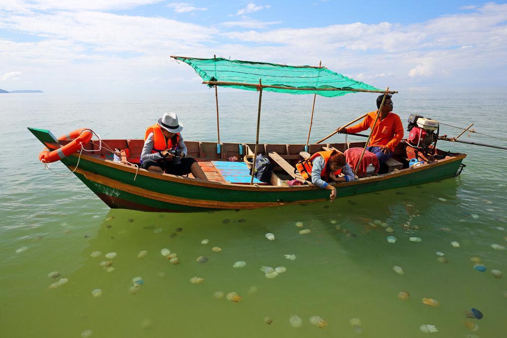 แมงกะพรุนหลากสี