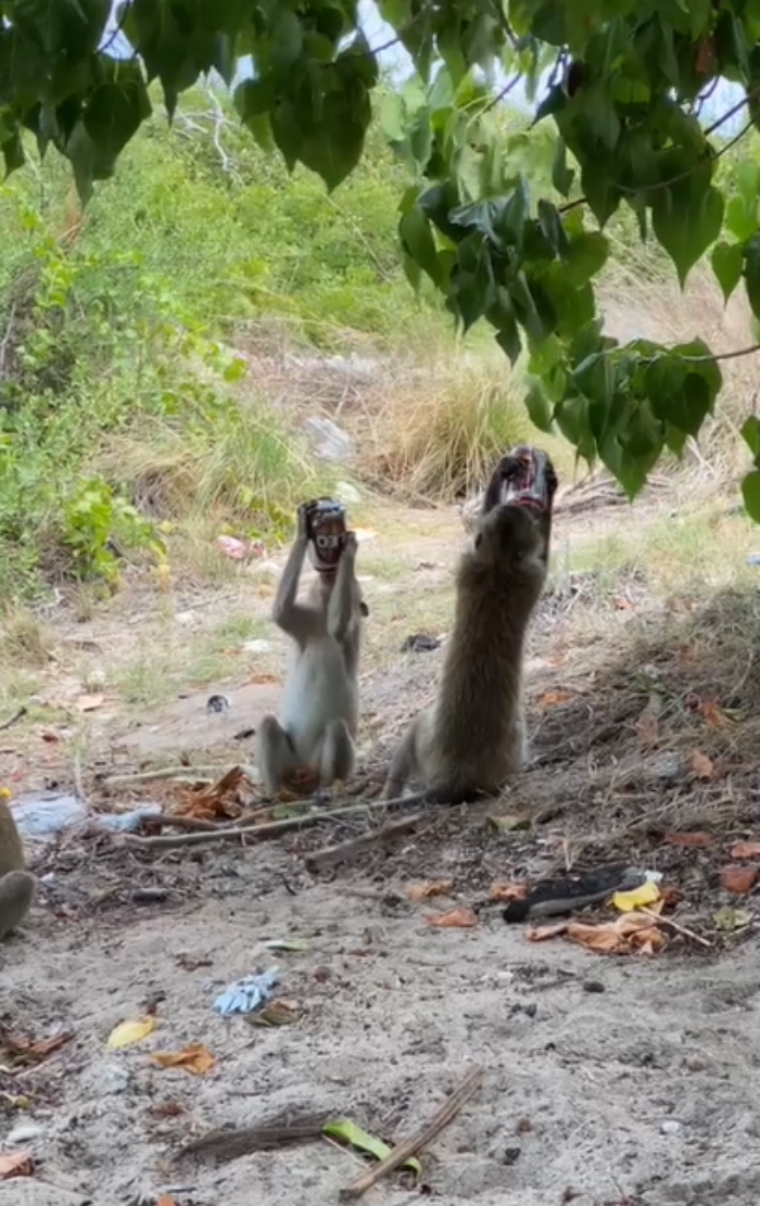 ลิงขโมย