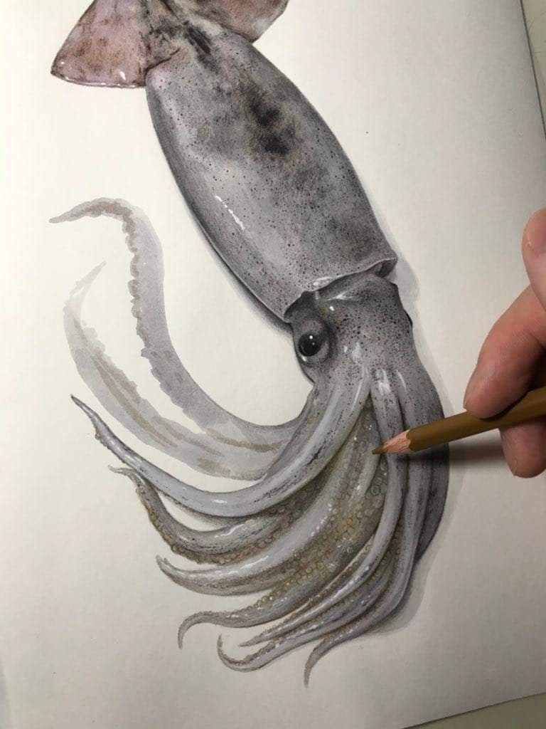 ปลาหมึก