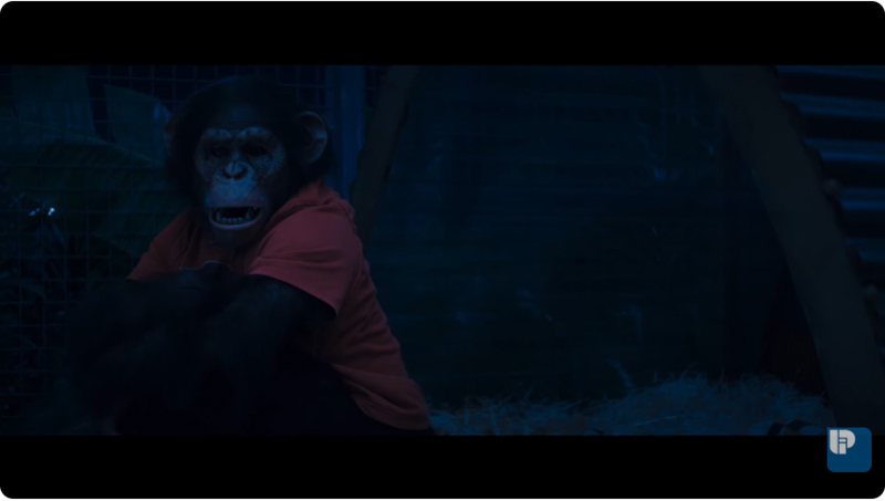 Primate ลิงคลั่งพันธุ์ดิบ หนังสยองขวัญ หนังลิงดุ หนังใหม่ 2026 ภาพตัวอย่าง