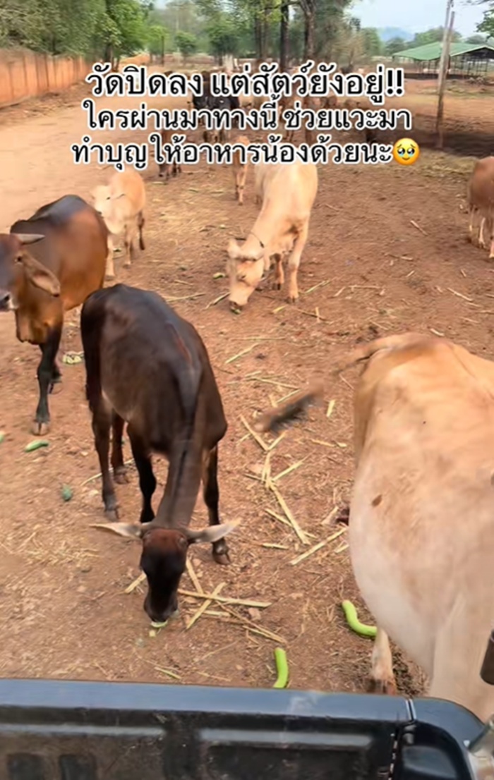 วัดป่าหลวงตาบัว