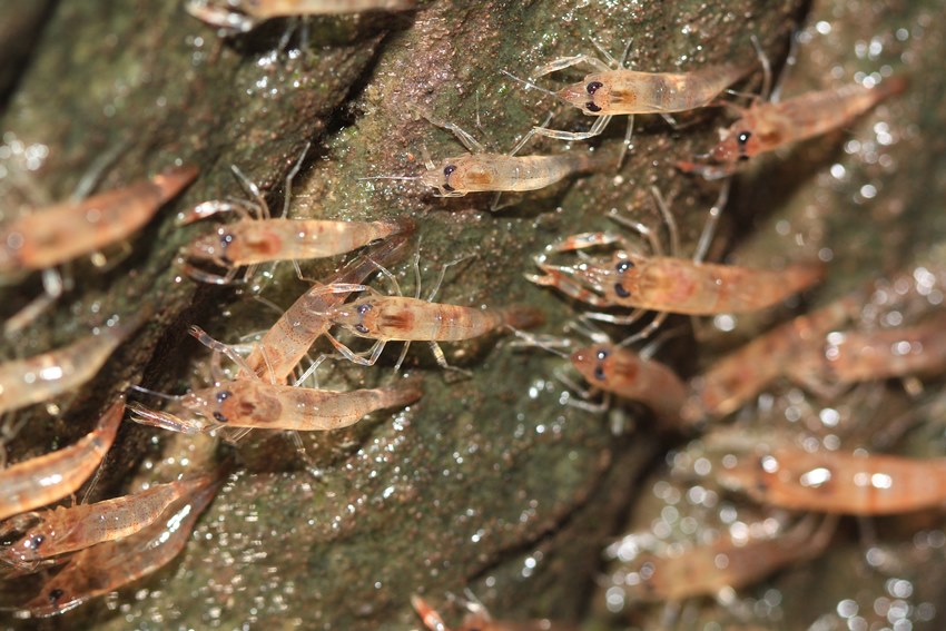 กุ้งเดินขบวน 2565