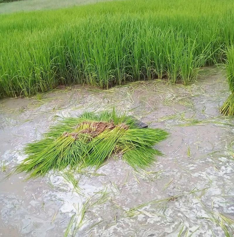 ทำนา