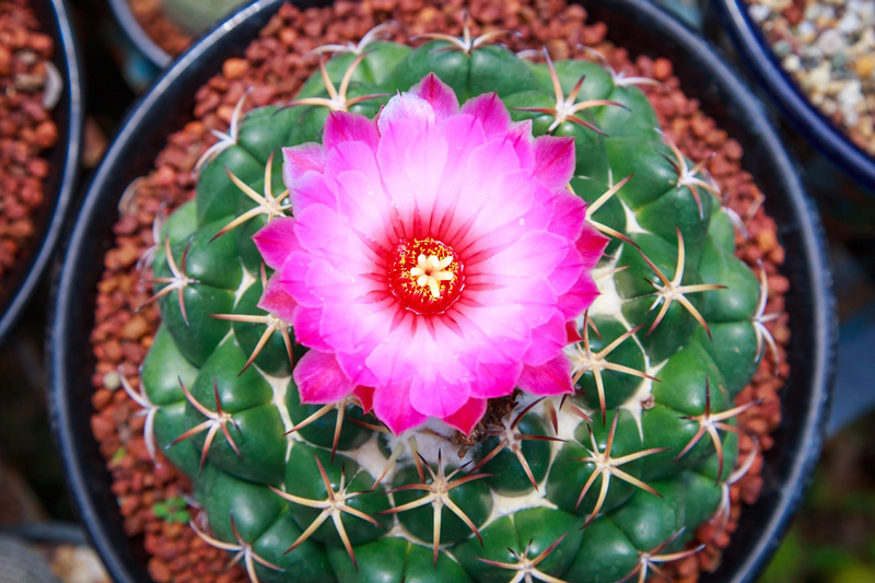 ราศีเมถุน ดอกไม้ประจำ 12 ราศี