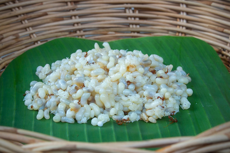 ไข่มดแดง