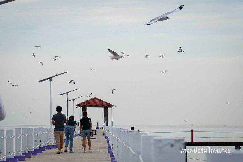 จุดชมนกนางนวล คลองตาก๊ก